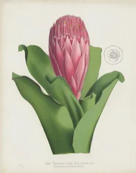 Die Thyrsenartige Billbergia, Billbergia Thrysoidea
